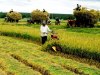 3 biện pháp hỗ trợ tổ chức tín dụng cho vay phát triển nông nghiệp, nông thôn