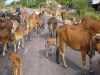 Cấm đánh đập vật nuôi, phải gây ngất vật nuôi trước khi giết mổ