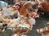 Hà Nội: Xử lý nghiêm người giấu dịch cúm gia súc, gia cầm