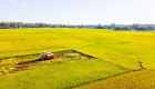 Thêm điều kiện chuyển mục đích sử dụng đất trồng lúa từ 20/5/2023