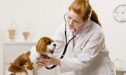 Cấp chứng chỉ hành nghề dịch vụ thú y sẽ được giảm một nửa lệ phí