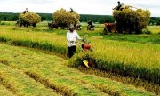 3 biện pháp hỗ trợ tổ chức tín dụng cho vay phát triển nông nghiệp, nông thôn