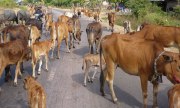 Cấm đánh đập vật nuôi, phải gây ngất vật nuôi trước khi giết mổ