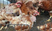 Hà Nội: Xử lý nghiêm người giấu dịch cúm gia súc, gia cầm