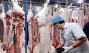 Kiểm soát chặt chẽ hoạt động nhập khẩu lợn sống vào Việt Nam