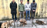 Trộm chó bị pháp luật Việt Nam xử phạt như thế nào?