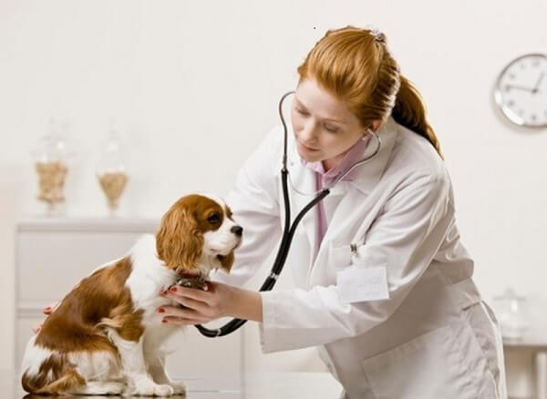 lệ phí cấp chứng chỉ hành nghề dịch vụ thú y